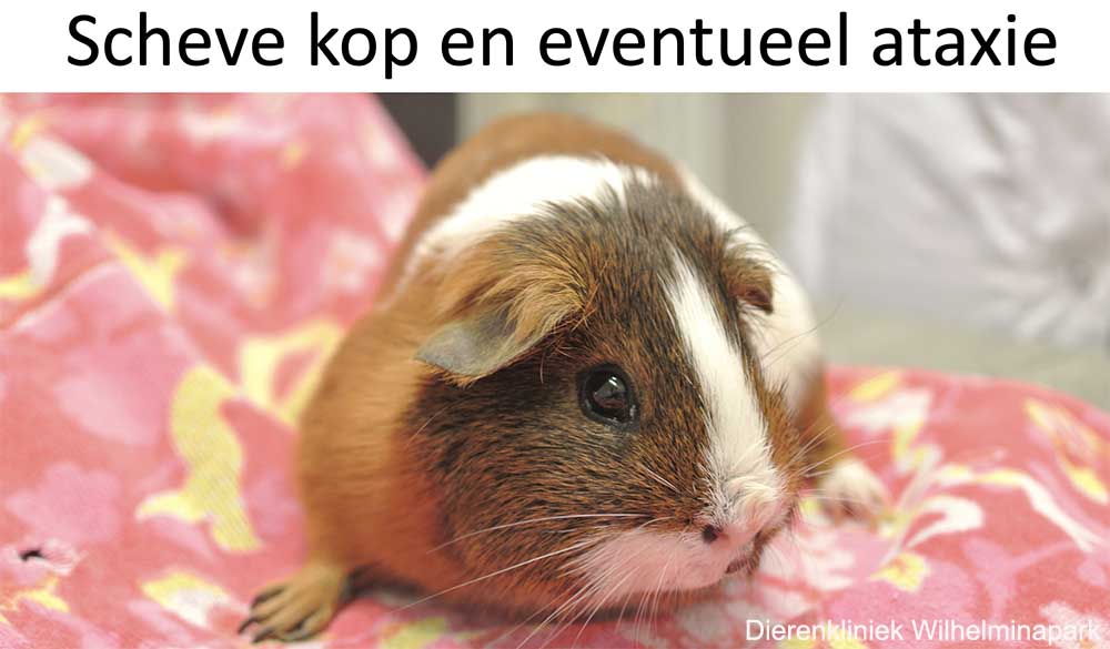 Een middenoorontsteking bij de cavia